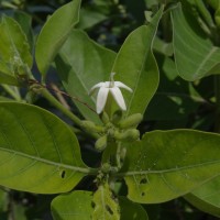 Morinda coreia Buch.-Ham.